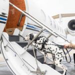 Top 10 airlines to Africa with pet-friendly travel policies
