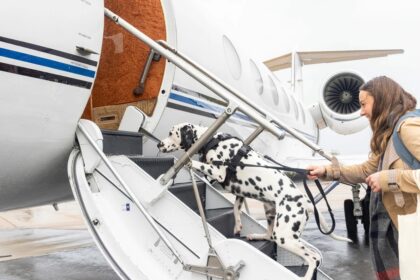 Top 10 airlines to Africa with pet-friendly travel policies