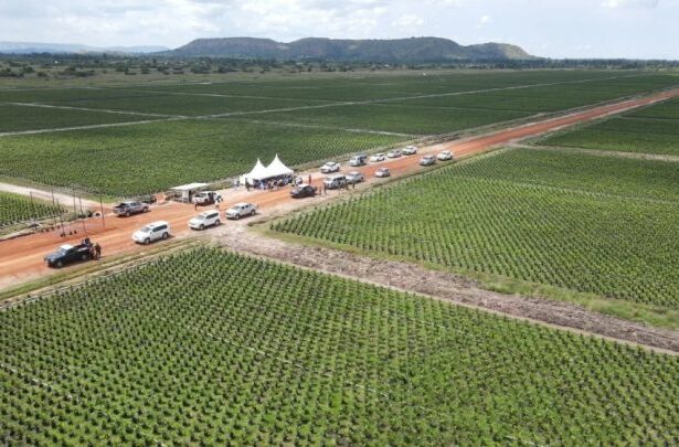 Sango Bay Estates – Uganda