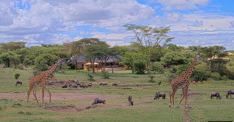 Mara Bushtops