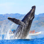 SA Whale Trail