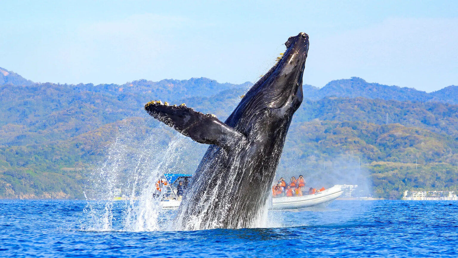 SA Whale Trail