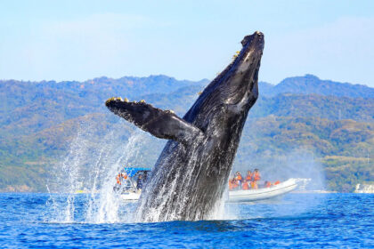 SA Whale Trail
