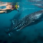 Arta Beach, Swimming with whale sharks