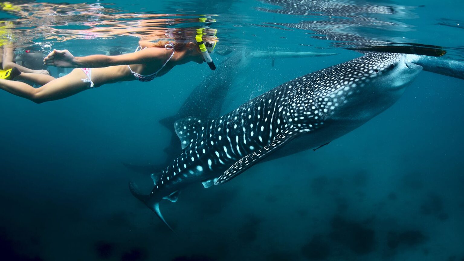 Arta Beach, Swimming with whale sharks