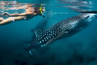 Arta Beach, Swimming with whale sharks