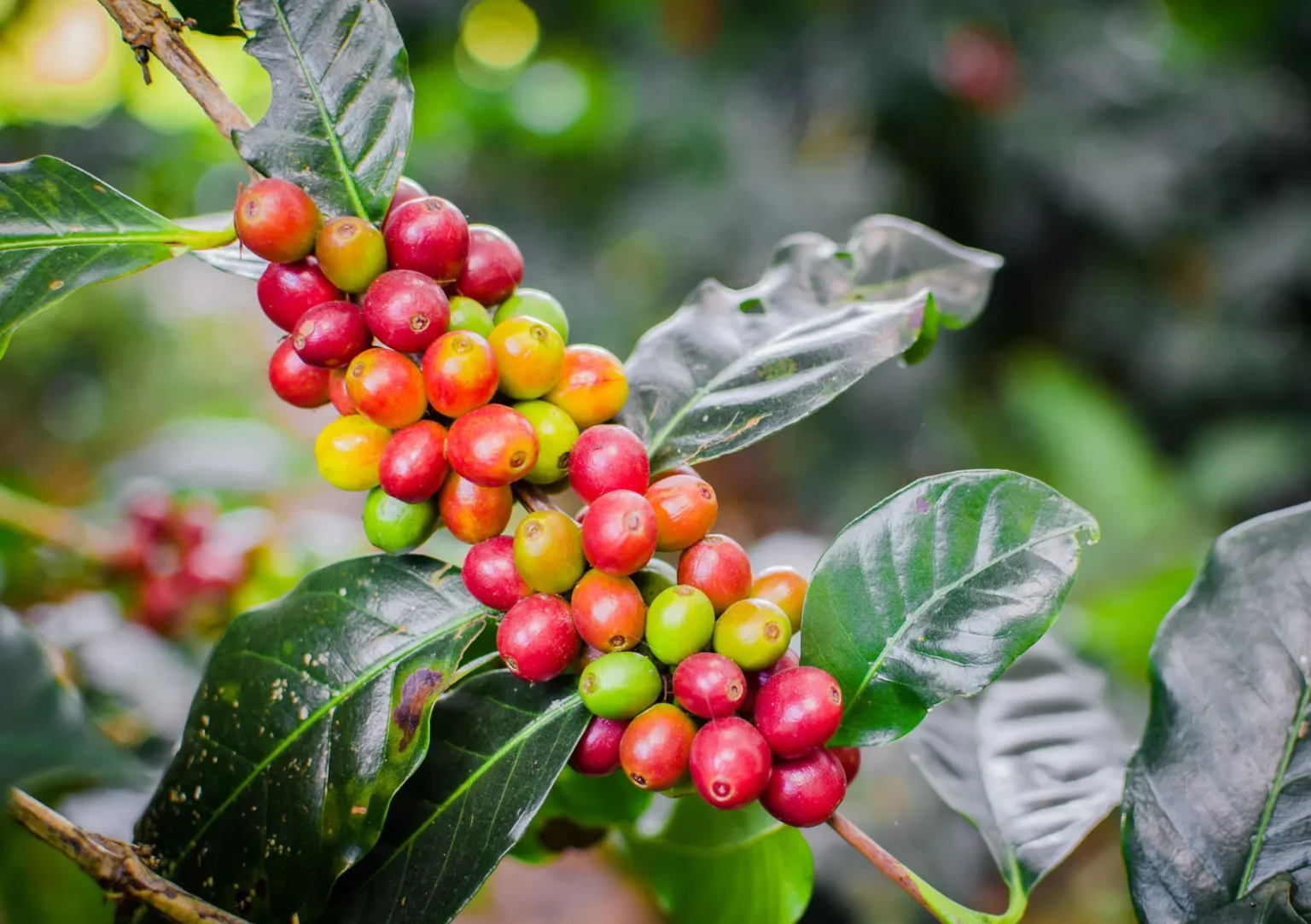 Coffee arabica plant