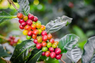 Coffee arabica plant