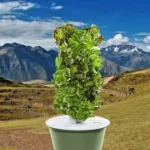 Cape Verde grows food with aeroponic towers