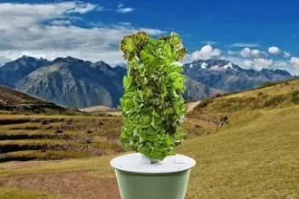 Cape Verde grows food with aeroponic towers