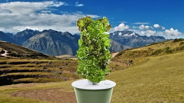 Cape Verde grows food with aeroponic towers