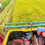 A farmer operates a harvester in a rice field, collecting mature crops for processing.