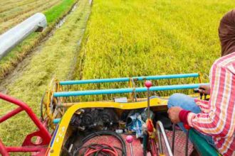 A farmer operates a harvester in a rice field, collecting mature crops for processing.