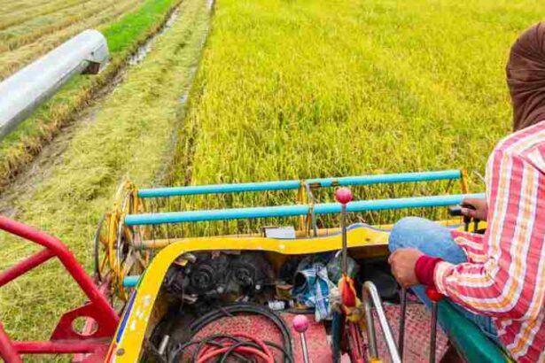 A farmer operates a harvester in a rice field, collecting mature crops for processing.