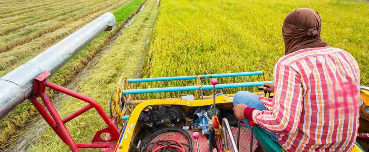 A farmer operates a harvester in a rice field, collecting mature crops for processing.