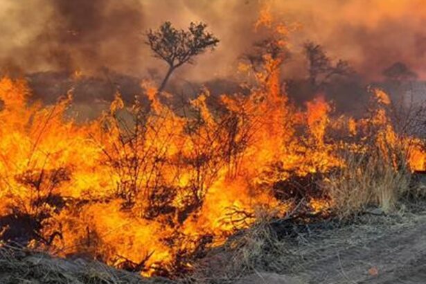 Wildfire burns through dry bush in Etosha National Park, Namibia, as crews work to contain the blaze.
