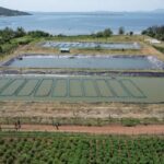 East Africa’s farms drive sustainable growth