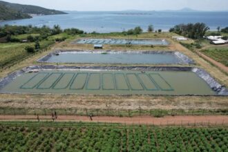 East Africa’s farms drive sustainable growth