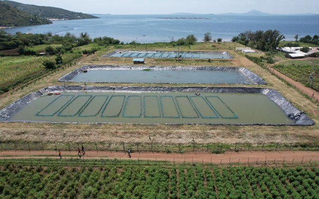East Africa’s farms drive sustainable growth