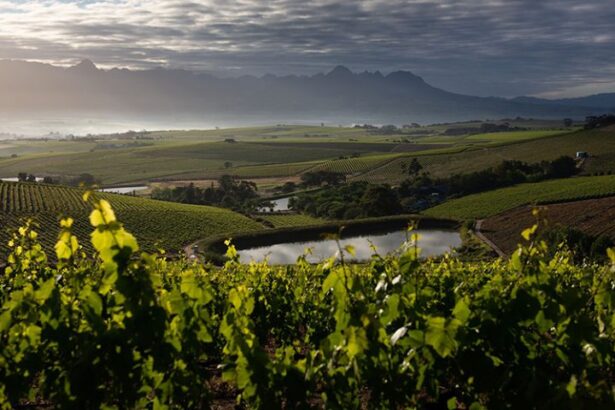 Jordan Wine Estate Stellenbosch