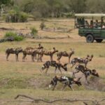 Nyerere National Park Tanzania