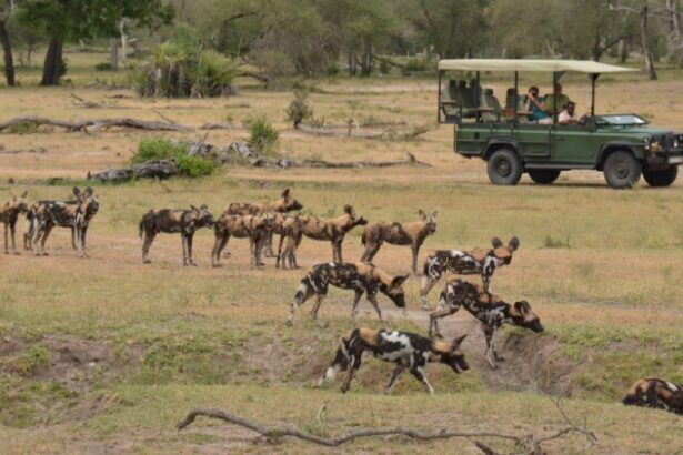 Nyerere National Park Tanzania
