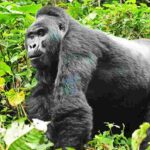 A mountain gorilla in the dense forests of Rwanda’s Volcanoes National Park.