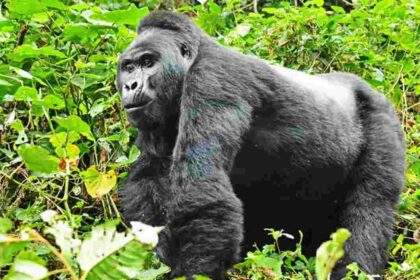 A mountain gorilla in the dense forests of Rwanda’s Volcanoes National Park.