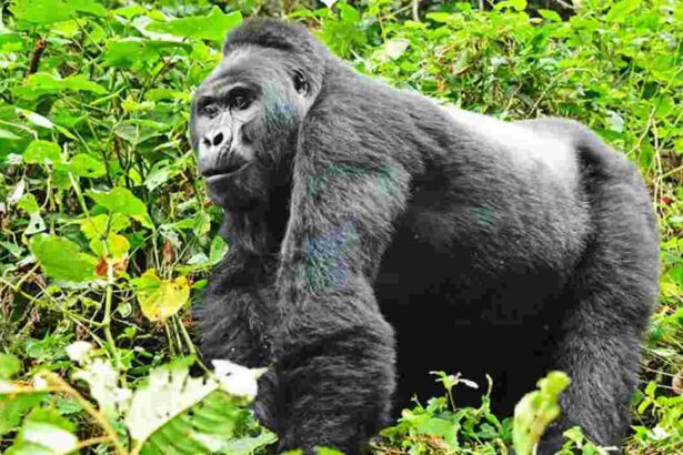 A mountain gorilla in the dense forests of Rwanda’s Volcanoes National Park.