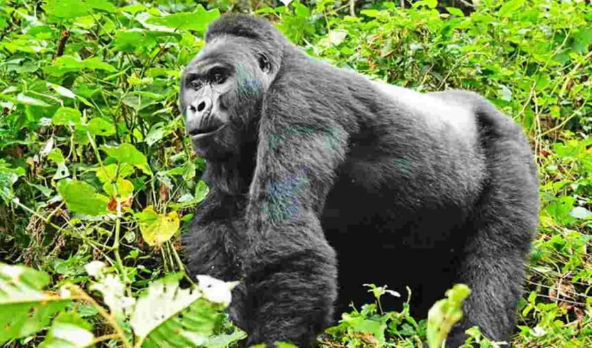 A mountain gorilla in the dense forests of Rwanda’s Volcanoes National Park.