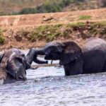 Elephant at Hapoor Dam, Addo national park