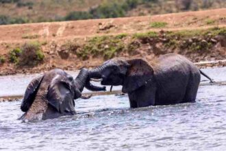Elephant at Hapoor Dam, Addo national park