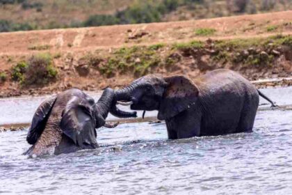 Elephant at Hapoor Dam, Addo national park