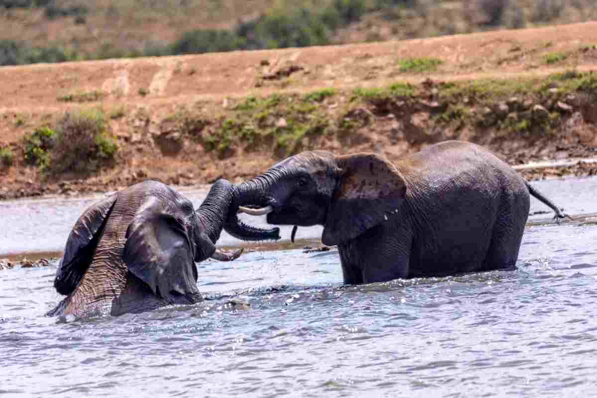 Elephant at Hapoor Dam, Addo national park