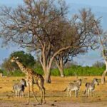 A giraffe and zebras graze on dry plains beneath acacia trees in Zimbabwe’s Hwange National Park.