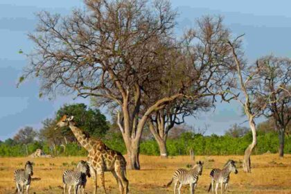 A giraffe and zebras graze on dry plains beneath acacia trees in Zimbabwe’s Hwange National Park.