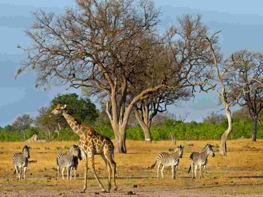 A giraffe and zebras graze on dry plains beneath acacia trees in Zimbabwe’s Hwange National Park.