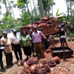 Africa palm oil production
