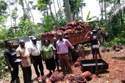 Africa palm oil production