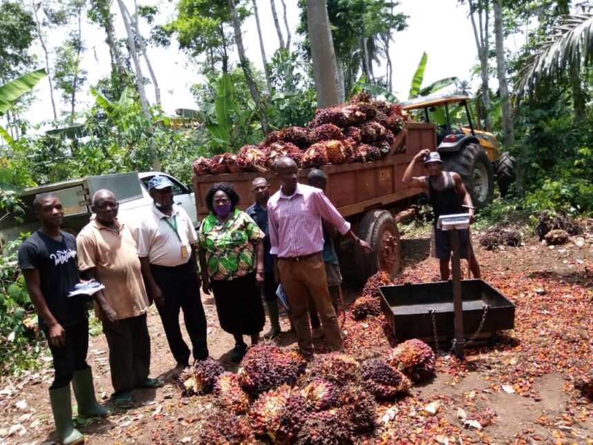 Africa palm oil production