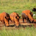 Three rhinos grazing near a watering hole at Bothongo Rhino and Lion Nature Reserve in South Africa.