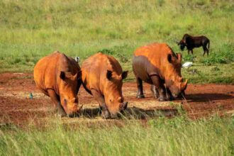 Three rhinos grazing near a watering hole at Bothongo Rhino and Lion Nature Reserve in South Africa.