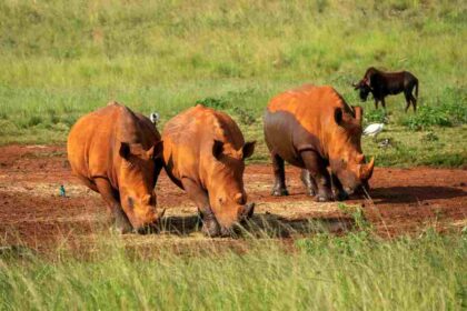 Three rhinos grazing near a watering hole at Bothongo Rhino and Lion Nature Reserve in South Africa.