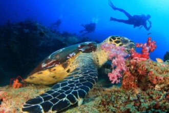 Anantara Bazaruto, Mozambique