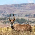 Bale Mountains National Park shelters rare species such as the Ethiopian wolf, mountain nyala and Bale monkey.
