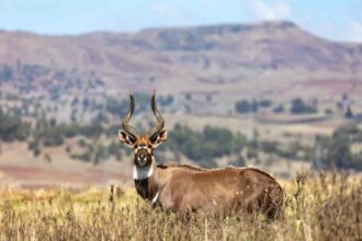 Bale Mountains National Park shelters rare species such as the Ethiopian wolf, mountain nyala and Bale monkey.