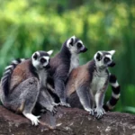 Madagascar’s lemur National Park