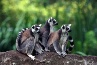Madagascar’s lemur National Park