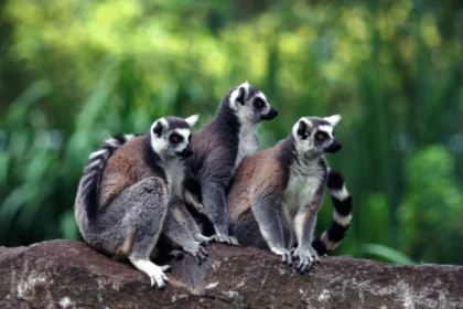 Madagascar’s lemur National Park