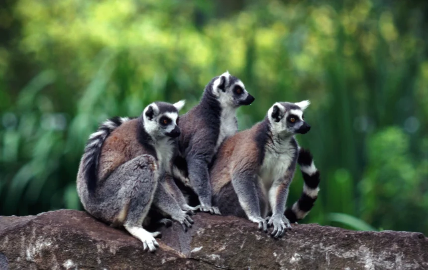 Madagascar’s lemur National Park